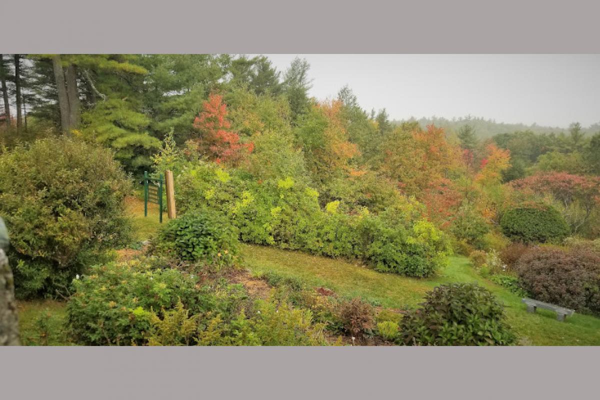 Dense Trees and Foliage